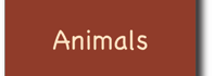 Animals button